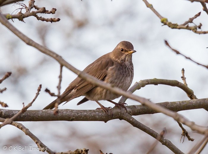Black-throated Thrush