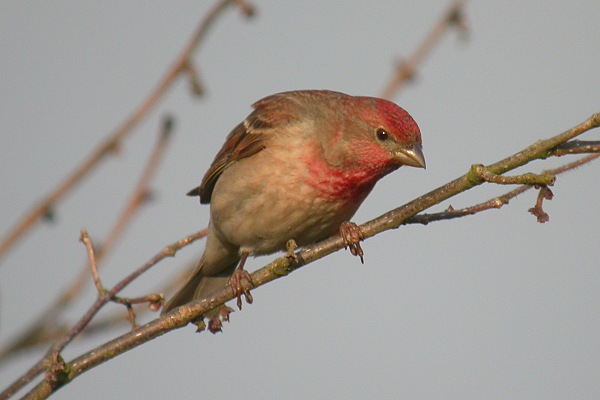 Common Rosefinch
