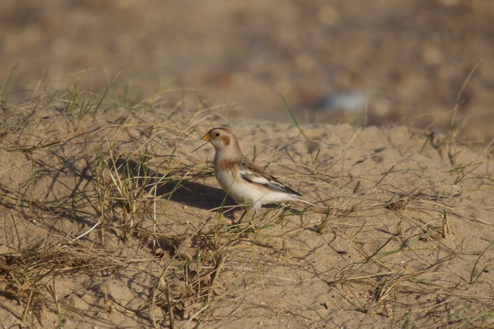 Snow Bunting