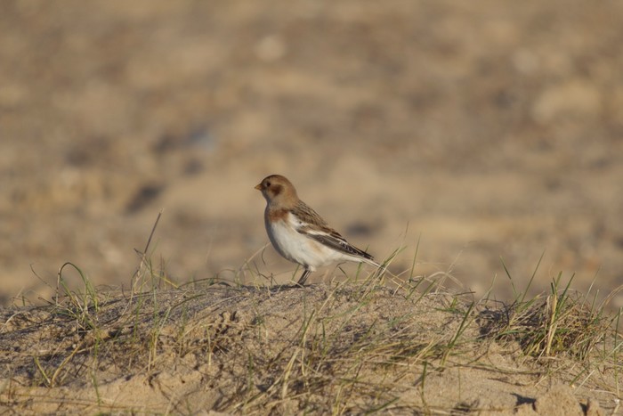 Snow Bunting
