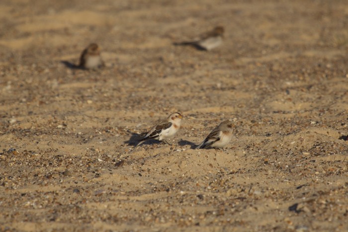 Snow Bunting