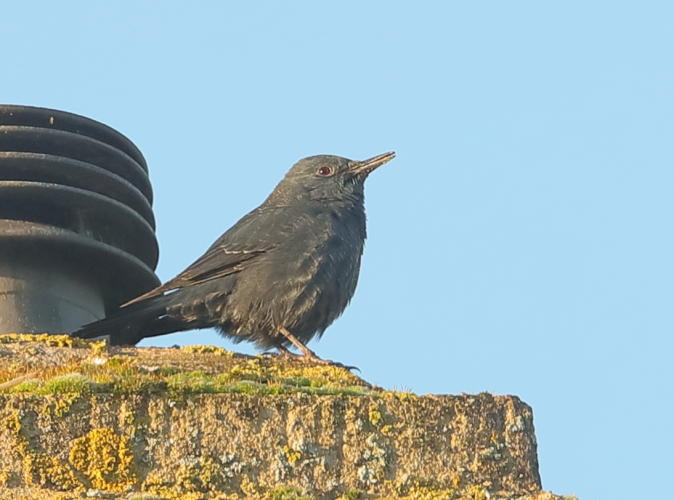 Blue Rock Thrush