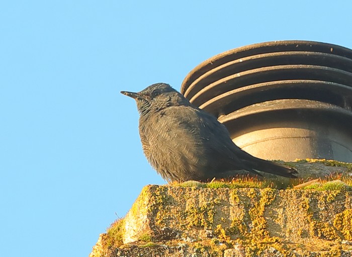 Blue Rock Thrush