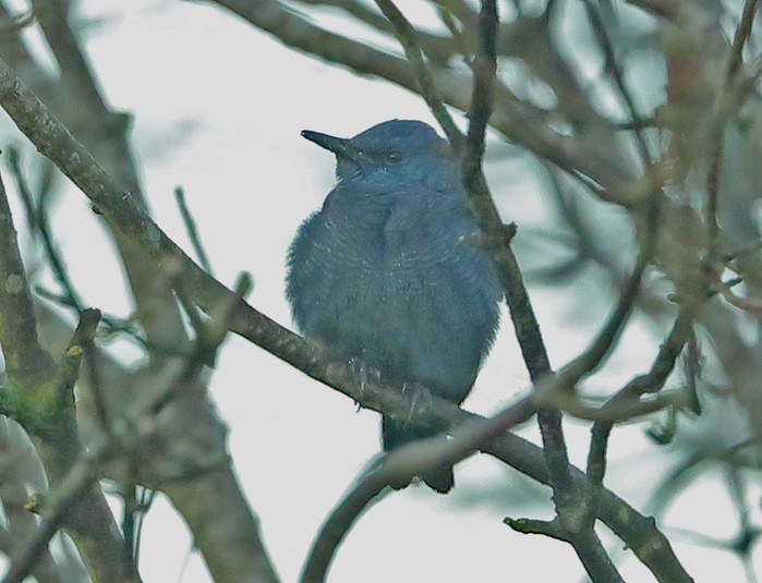 Blue Rock Thrush