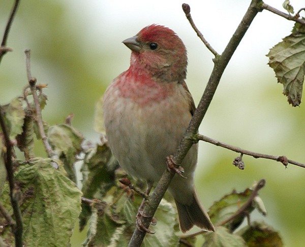 Common Rosefinch