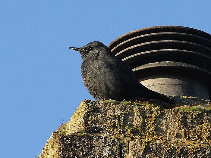 Blue Rock Thrush