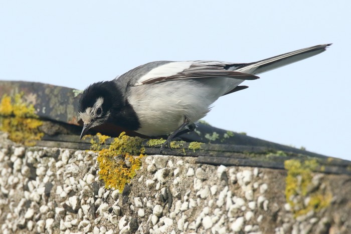 Masked Wagtail