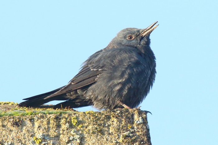 Blue Rock Thrush