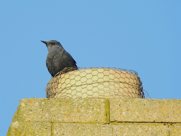 Blue Rock Thrush