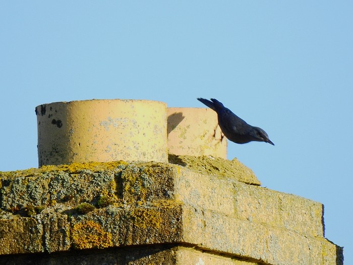 Blue Rock Thrush