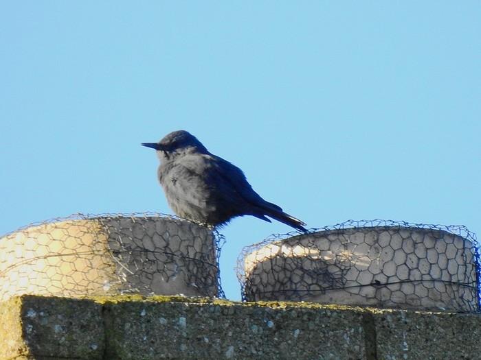 Blue Rock Thrush