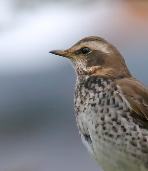 Dusky Thrush