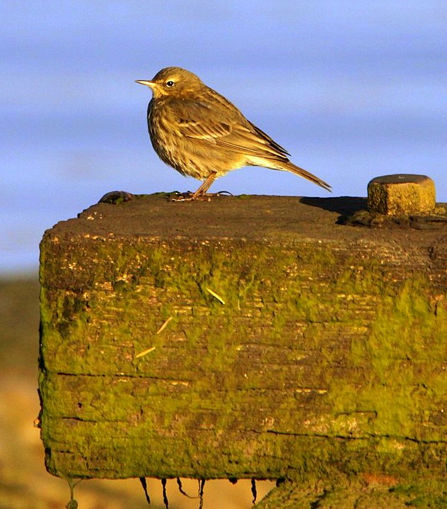 Scandinavian Rock Pipit