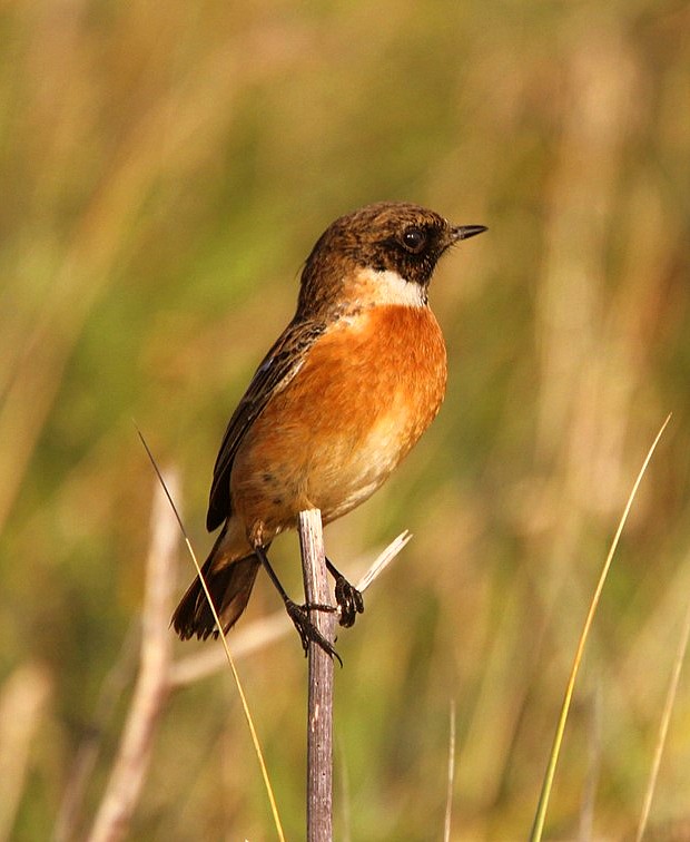 Stonechat