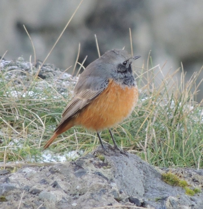 Eastern Black Redstart