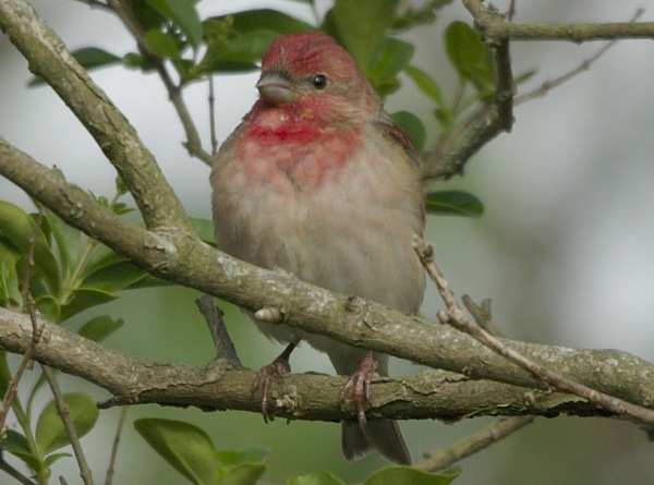 Common Rosefinch