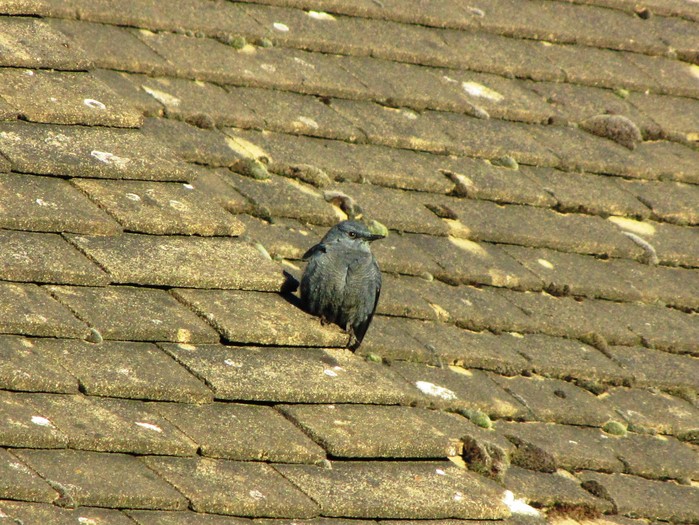 Blue Rock Thrush