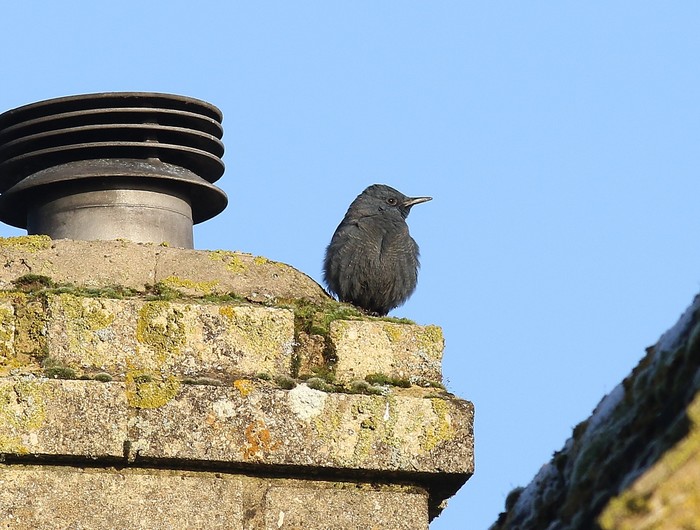 Blue Rock Thrush