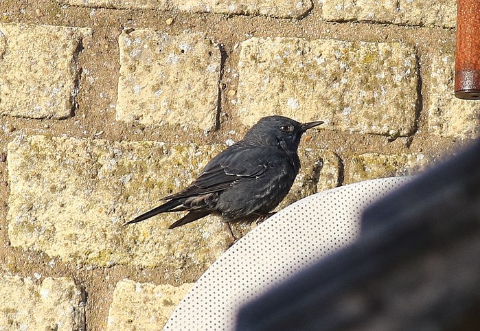 Blue Rock Thrush
