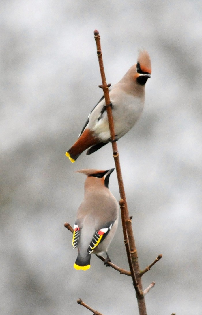 Waxwing