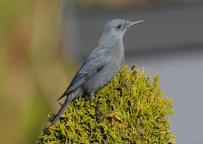 Blue Rock Thrush