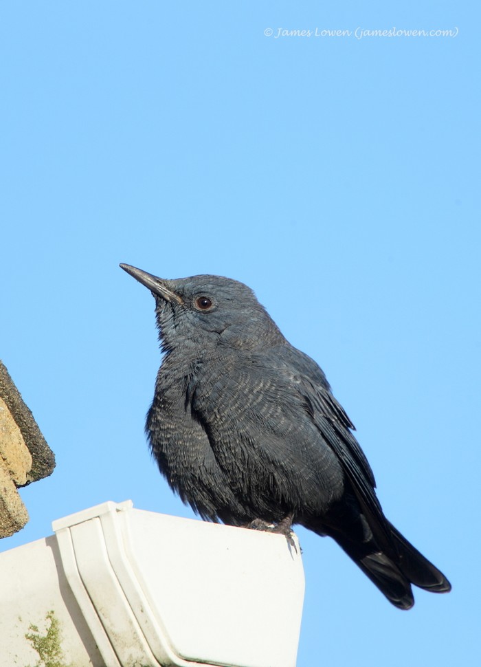 Blue Rock Thrush