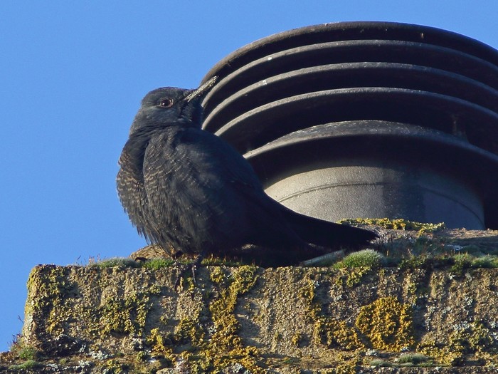 Blue Rock Thrush