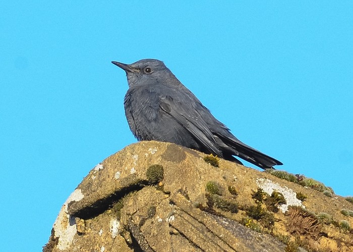 Blue Rock Thrush