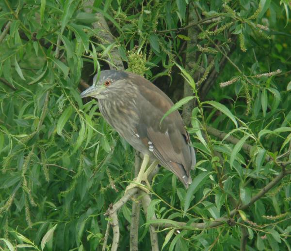 Night Heron
