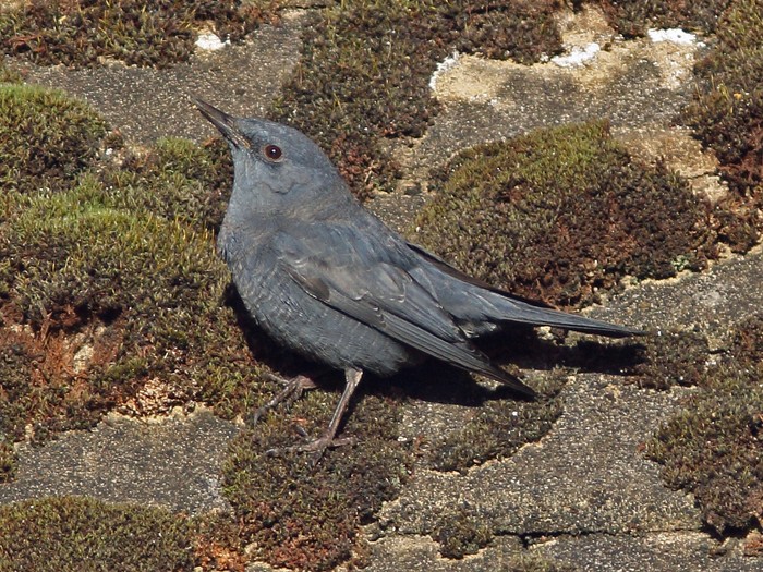 Blue Rock Thrush