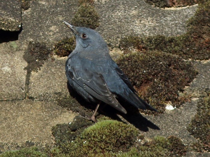 Blue Rock Thrush