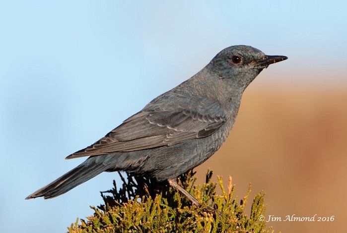 Blue Rock Thrush