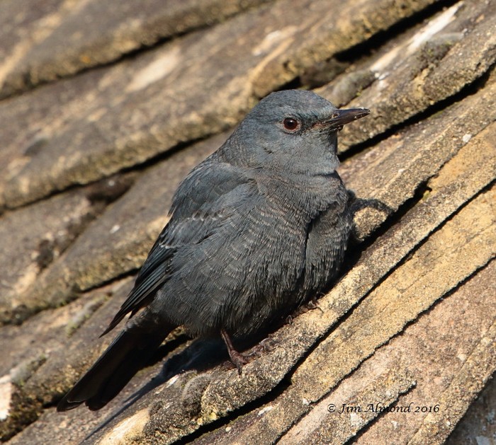 Blue Rock Thrush
