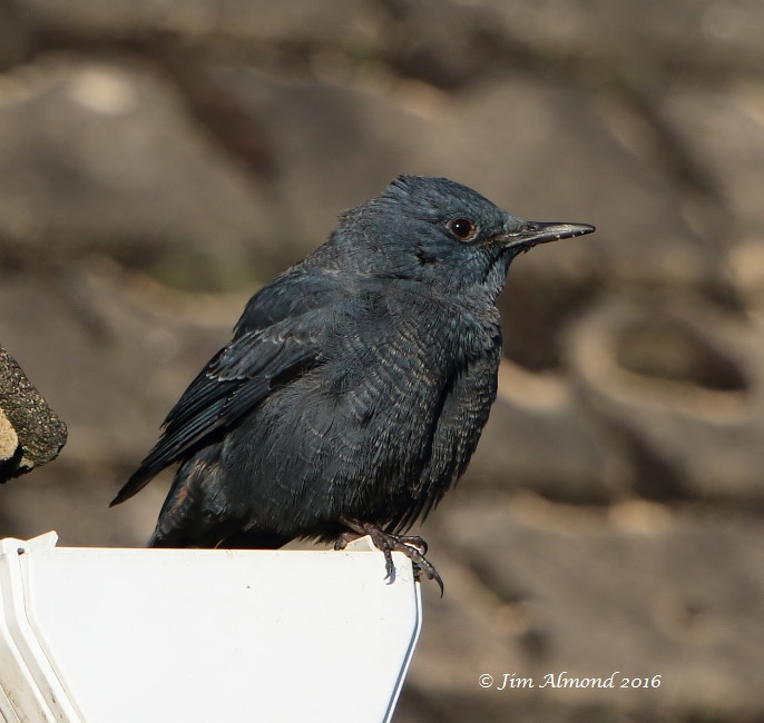 Blue Rock Thrush