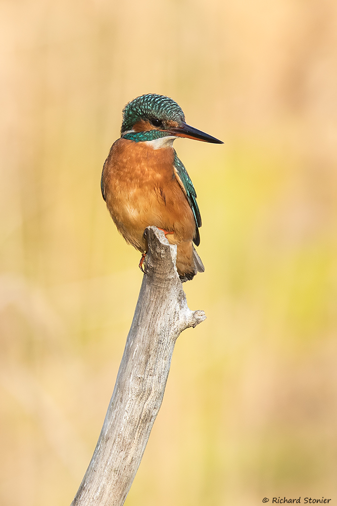 Kingfisher