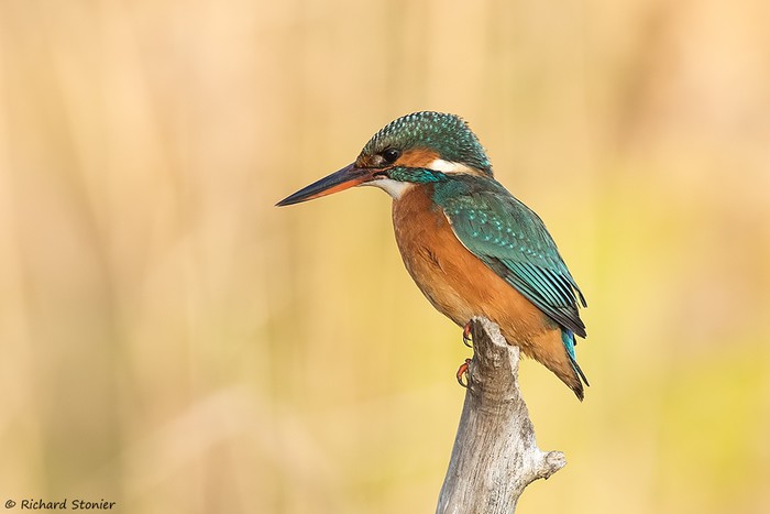 Kingfisher