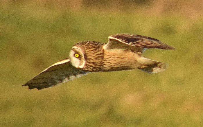 Short-eared Owl