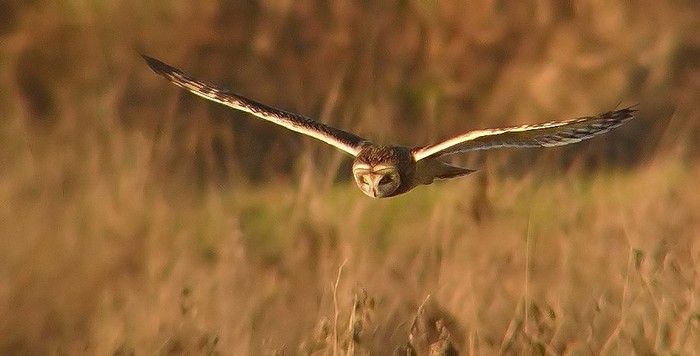Short-eared Owl