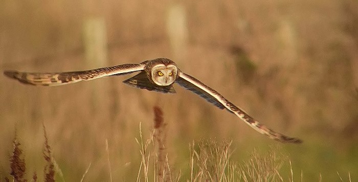 Short-eared Owl