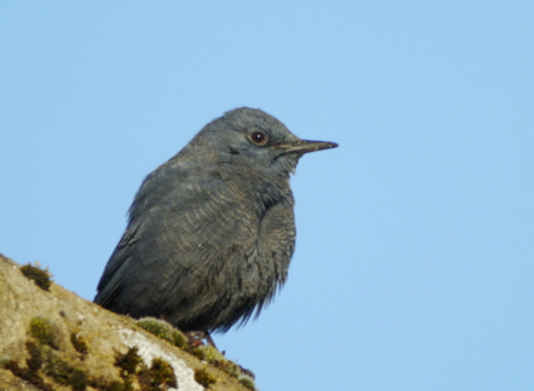 Blue Rock Thrush