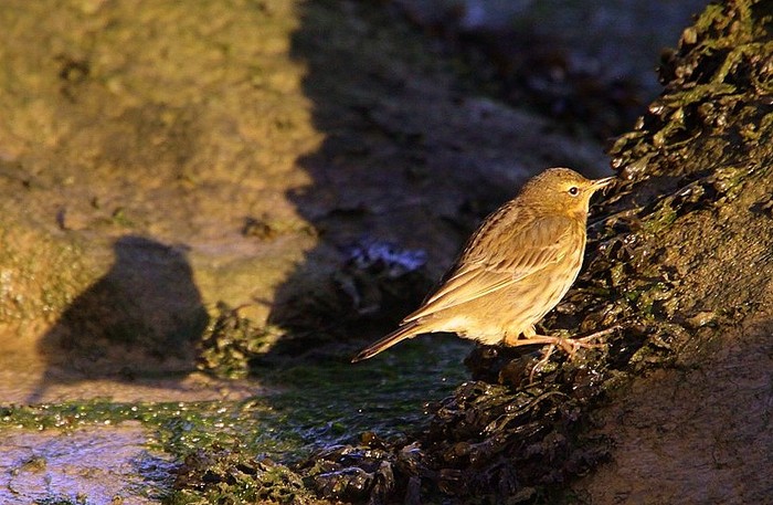 Scandinavian Rock Pipit