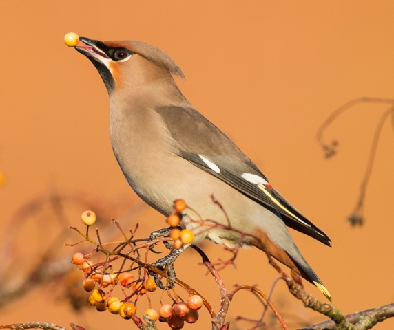 Waxwing