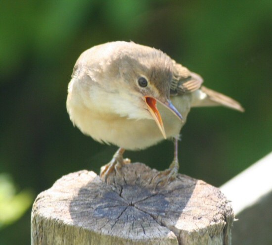 Marsh Warbler