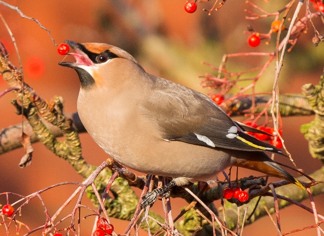Waxwing