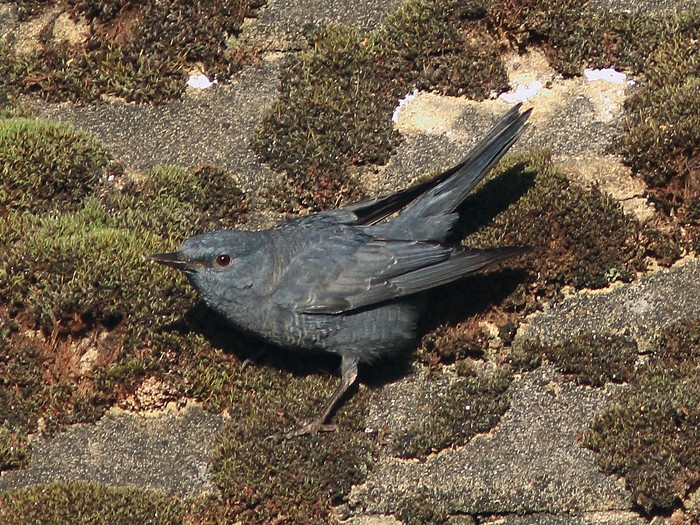 Blue Rock Thrush