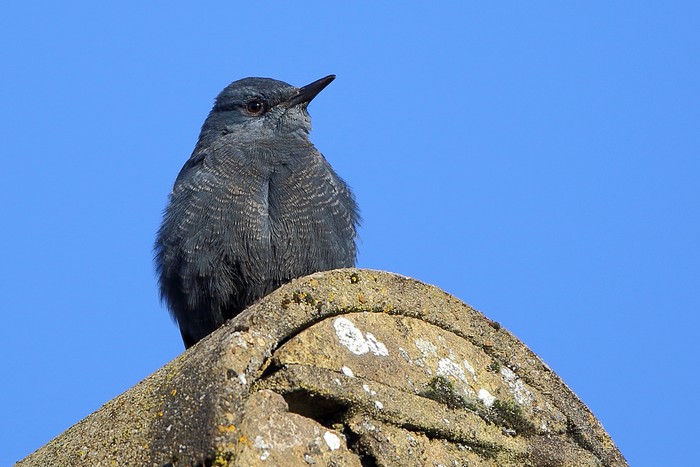 Blue Rock Thrush