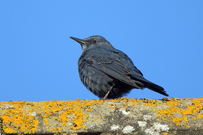 Blue Rock Thrush