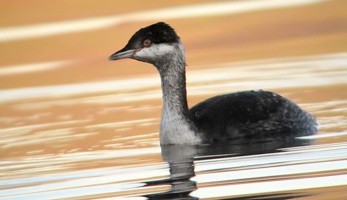 Slavonian Grebe