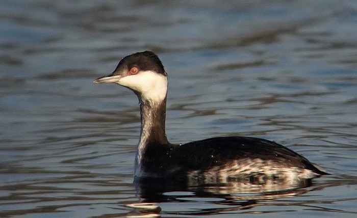 Slavonian Grebe
