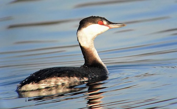 Slavonian Grebe
